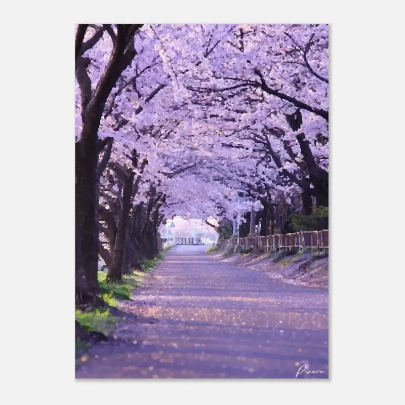 Un chemin serein bordé d’arbres de cerisiers en fleurs, leurs délicates fleurs roses et blanches formant une douce canopée au-dessus.